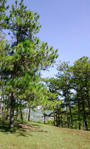 istock Landscape with grass hill in Dalat, Vietnam 1530941351