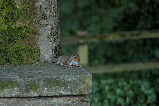 An adorable, curious Eastern Grey squirrel perched atop a rustic stone wall, looking out into the distance