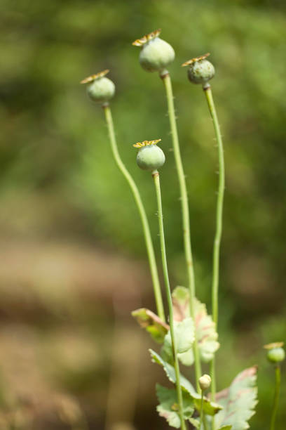 Abstract image of a poppy plant in Pembrokeshire, Wales, UK.