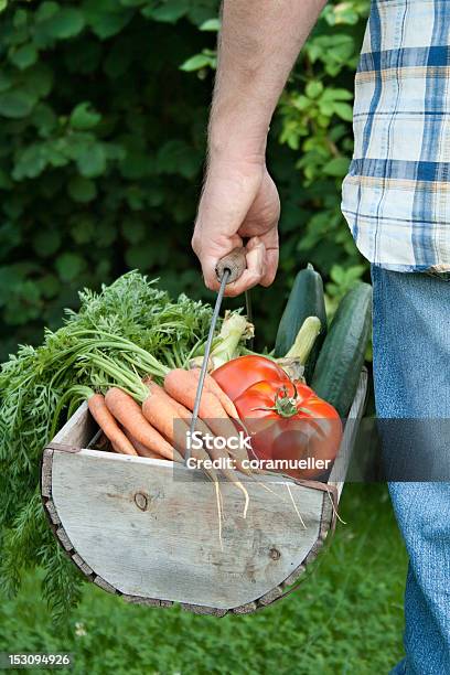 Foto de Harvest e mais fotos de stock de Adulto - Adulto, Adulto de idade mediana, Calça Comprida