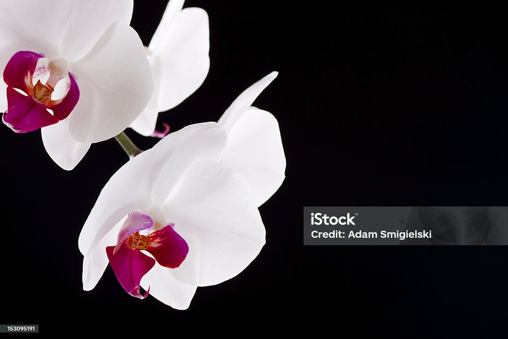 orchid flower on black wild orchid flowers on black background Beauty Stock Photo