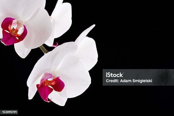 Orchid Flower On Black Stock Photo - Download Image Now - Beauty, Beauty In Nature, Black Background