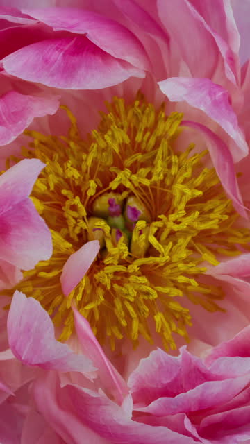 Blooming Pink Peony Flower
