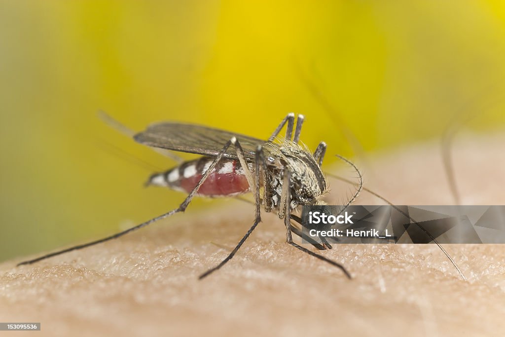 Mosquito chupar sangre, extreme close-up - Foto de stock de Ala de animal libre de derechos