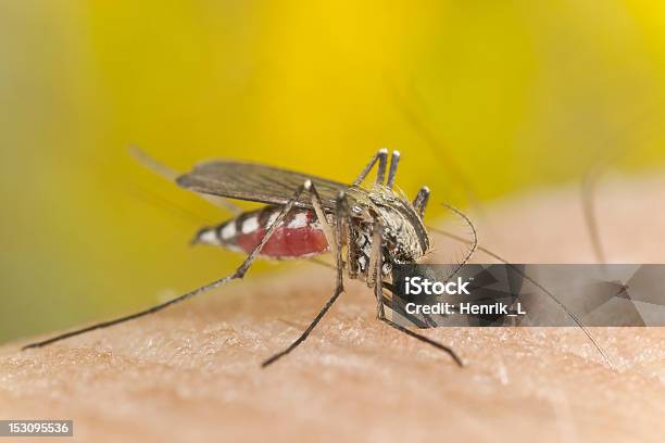 Zanzare Succhiare Il Sangue Extreme Closeup - Fotografie stock e altre immagini di Ala di animale - Ala di animale, Animale, Animale nocivo