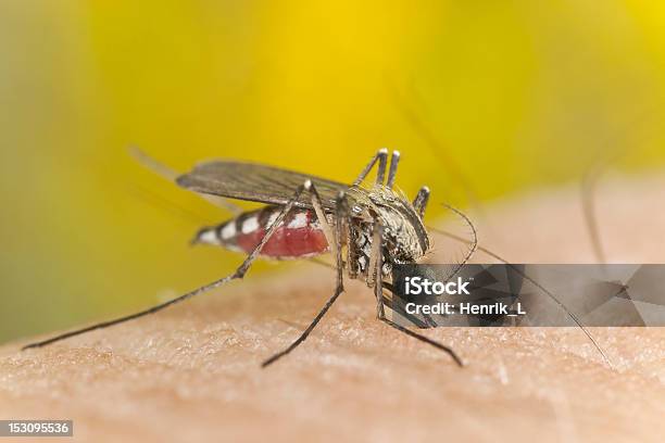 Mosquito Chupar Sangue Extremo Closeup - Fotografias de stock e mais imagens de Alimentar - Alimentar, Ampliação, Animal