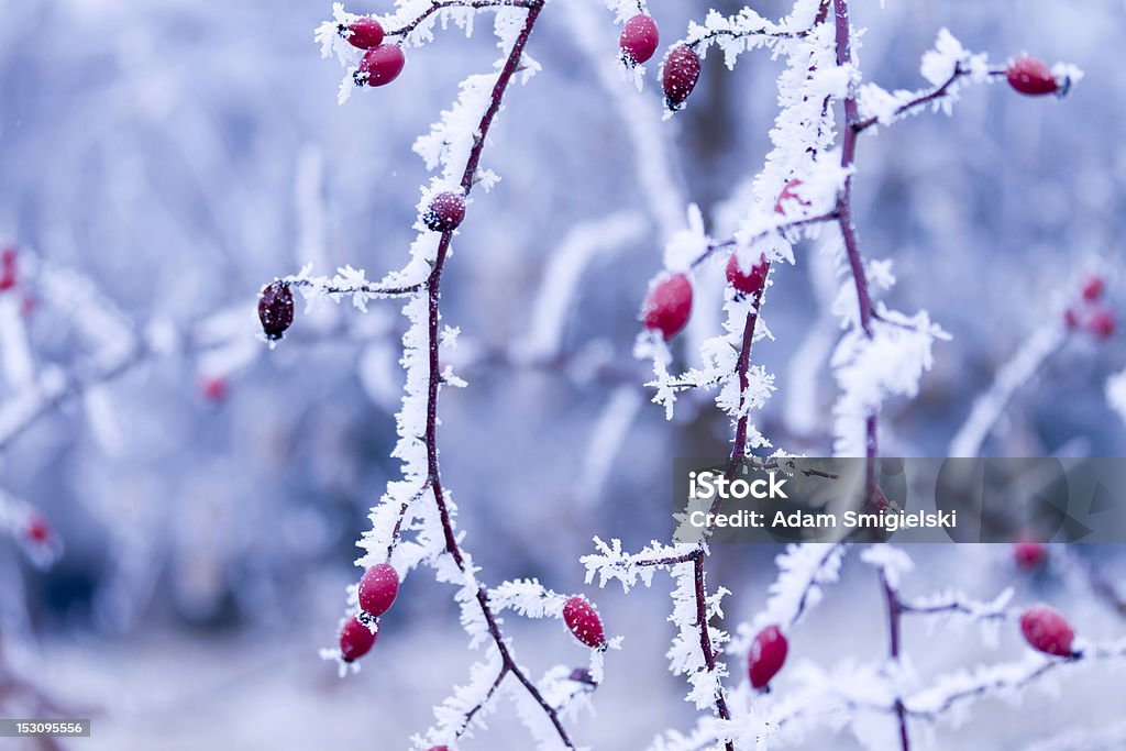frozen plant blue tinted winter background. incorrect white balance - stylized photo. Abstract Stock Photo