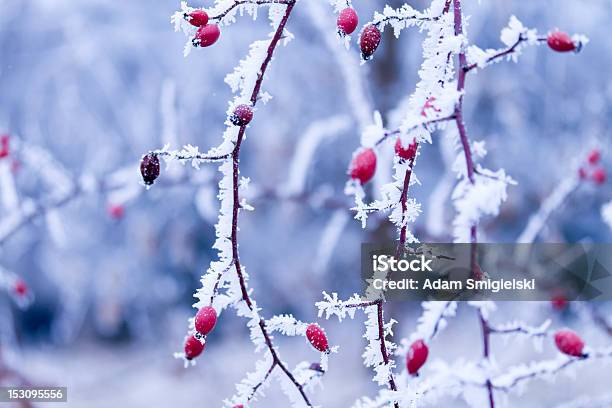 Frozen Plant Stock Photo - Download Image Now - Abstract, Backgrounds, Beauty In Nature