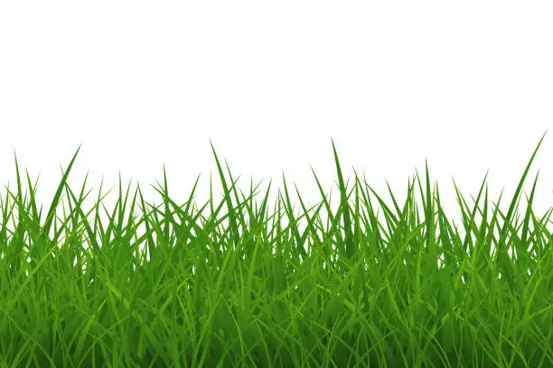 Vector illustration of Green thick grass seamless border isolated. Vector