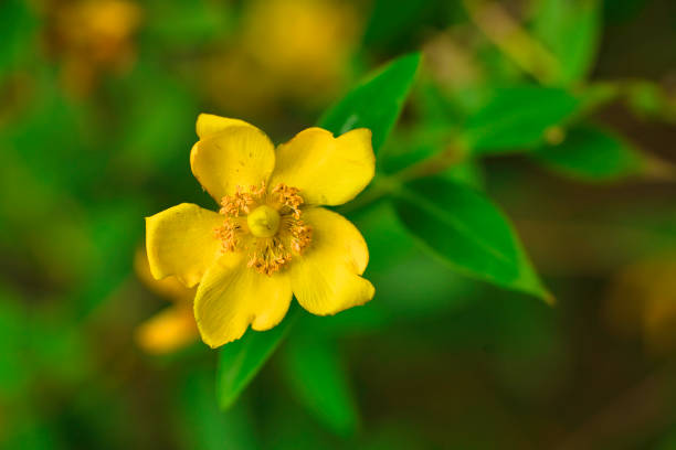 Organically grown Hypericum 'Hidcote' flowering in Summer in Pembrokeshire, Wales, UK.