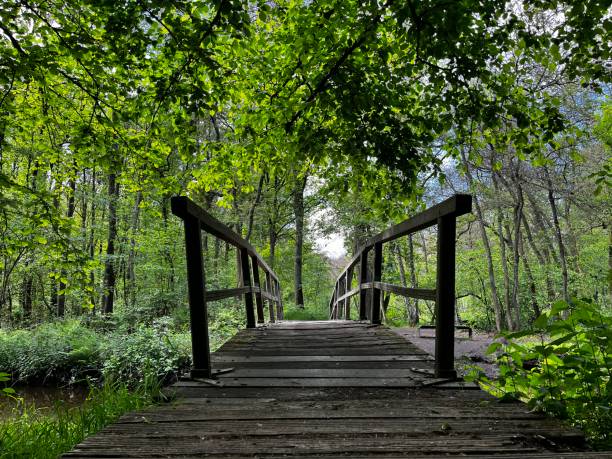 istock Hidden bridges in nature 1530959398