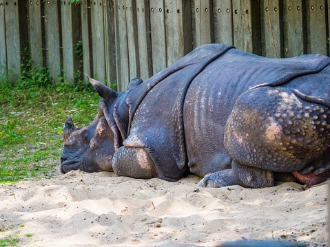 A majestic rhinoceros leisurely resting in an enclosed habitat, lying on a pristine sandy surface