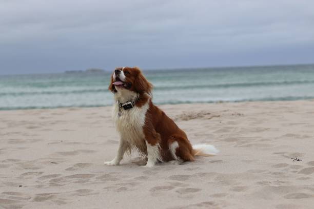 Photo of a Cavalier King Charles Spaniel on a beautiful beach in Scottish Highlands, Scotland. Photo of a Cavalier King Charles Spaniel on a beautiful beach with ocean in the background in Scottish Highlands, Scotland. North Coast. young purebred fluffy cavalier king charles spaniel relaxing in summer stock pictures, royalty-free photos & images
