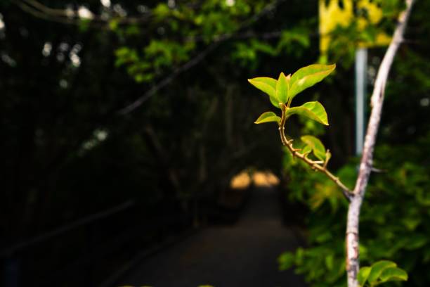 A close-up of a newly sprouting branch growing on a slender tree alongside a path in a lush forest