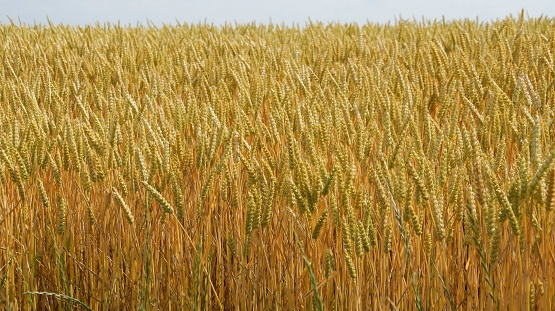 A gorgeous golden wheat field illuminated by warm sunlight