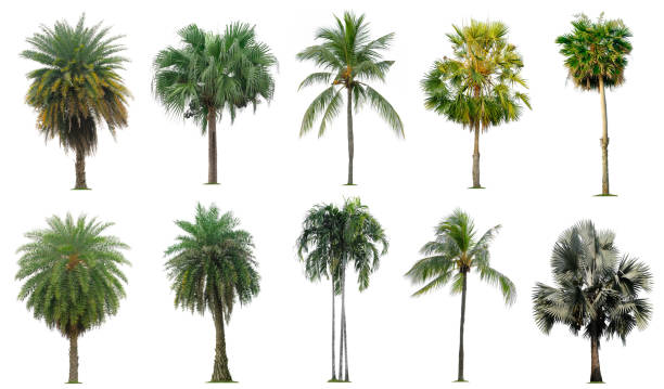 istock Set of coconut and palm trees isolated on white background, Suitable for use in architectural design, Decoration work, Used with natural articles both on print and website. 1530972275
