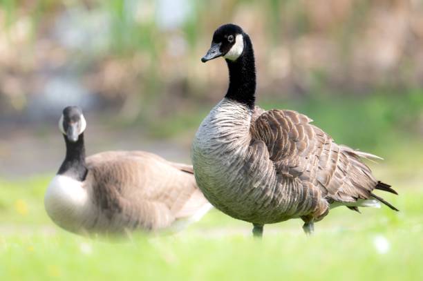 istock Canadian geese standing on lush green grass 1530972317