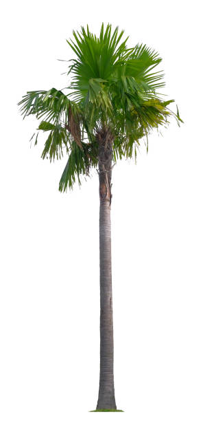 istock Beautiful coconut palm tree isolated on white background. Suitable for use in architectural design or Decoration work. 1530973554