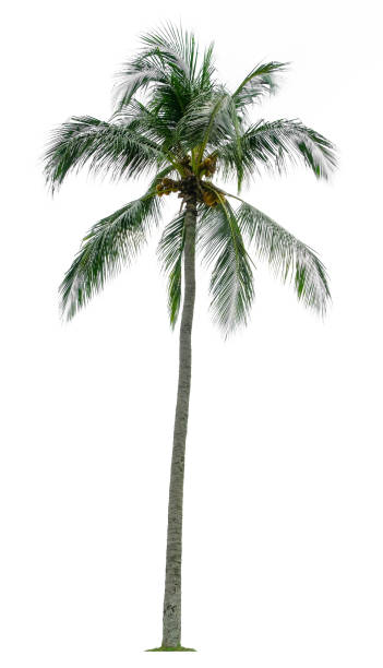 istock Beautiful coconut palm tree isolated on white background. Suitable for use in architectural design or Decoration work. 1530973622