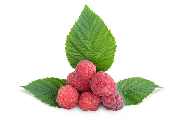 istock Fresh, ripe raspberries and green leaves. 1530973701