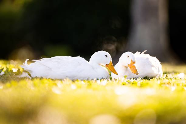 istock Closeup of two white ducks on a grassy field with a blurry background 1530973836
