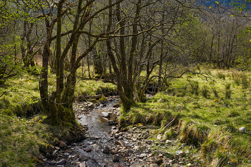 Small stream near a hiking path in Glencoe