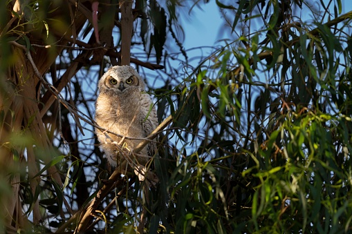 A large owl perched on a branch of a tall tree, gazing intently into the far distance as if searching for potential prey