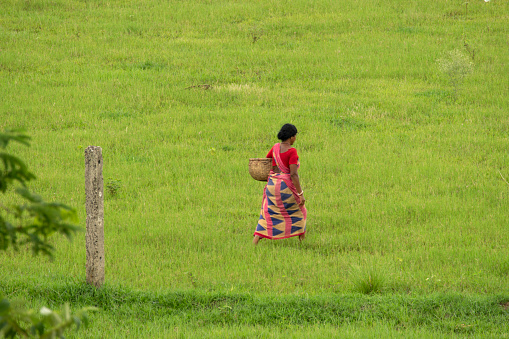 birbhum, west bengal, india - july 06, 2023 : an isolated ethnic village woman going to the field with crane made basket to harvest crops