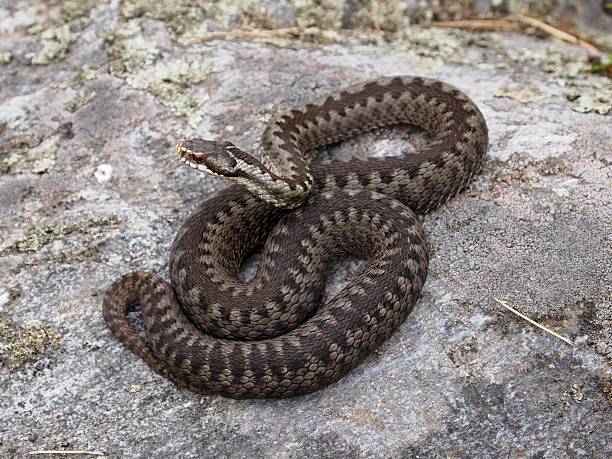 istock A European Adder making its way around a rock 153097510