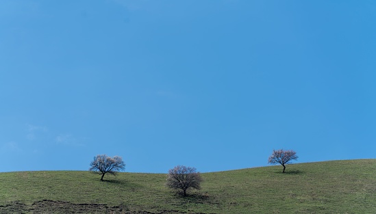 Three bare trees silhouetted against a backdrop of a sky, perched atop a mountain peak