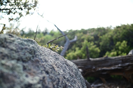 A scenic image featuring a large rock on the horizon with a lush green backdrop of trees and a fallen log in the distance