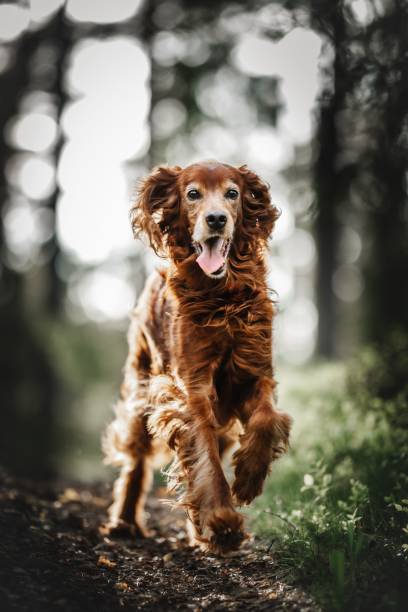 вертикальный снимок собаки породы ирландский сеттер, радостно бегущий по пышному зеленому лесу - irish setter стоковые фото и изображения