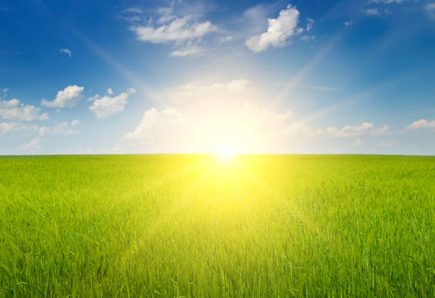 istock A green wheat field and a bright sunrise. 1530976858