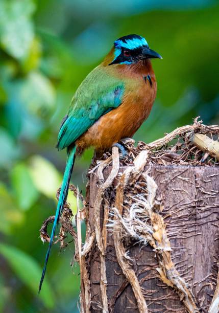 istock Blue-crowned Amazonian Motmot perched on the branch of a tree 1530977062