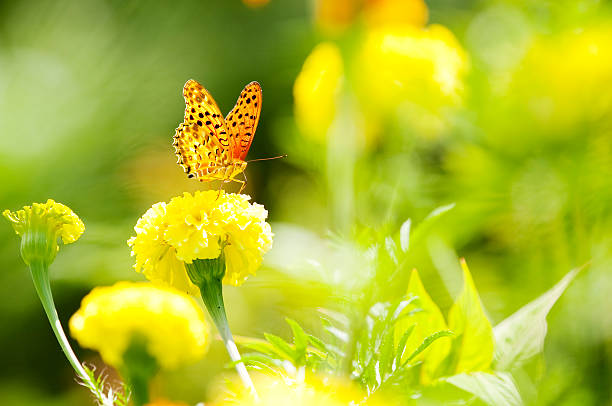 Schmetterling – Foto