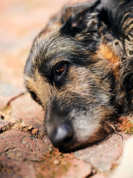 A domestic canine is resting on the ground in a relaxed posture, displaying a serene yet bored expression
