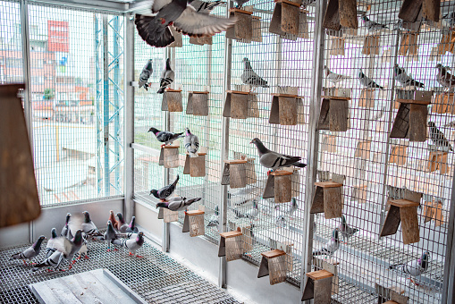 Many pigeons in large cage at the pigeon loft.