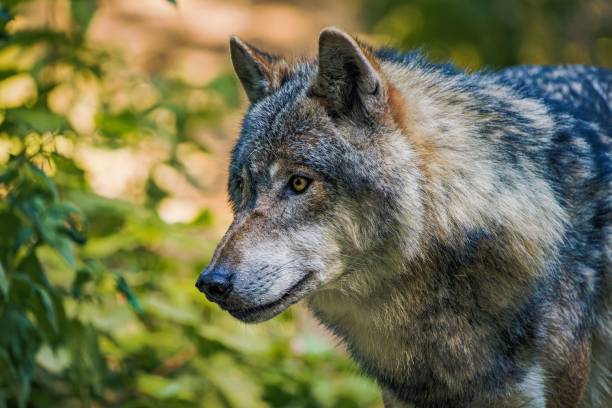 istock Majestic gray wolf stands atop a grassy hill overlooking a bush-lined landscape 1530979314