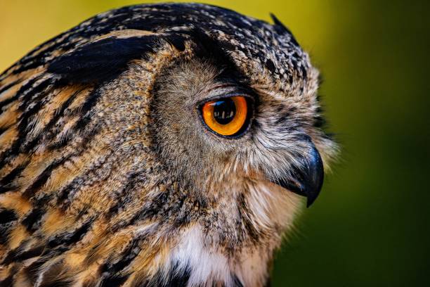 istock Beautiful owl perched atop a tree branch 1530979345