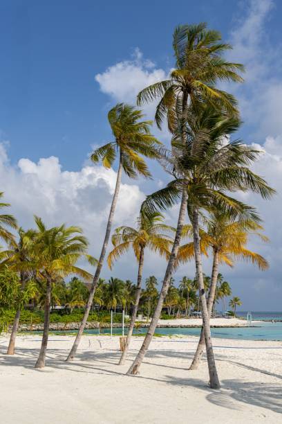 istock Vibrant beach scene featuring an idyllic white sand shoreline, lush green palm trees 1530979350