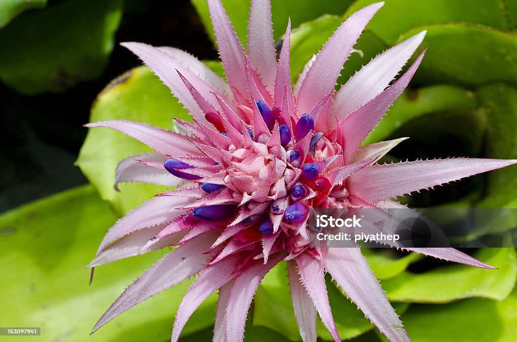 Pink bromeliad aechmea fasciata primera flower closeup Award Ribbon Stock Photo