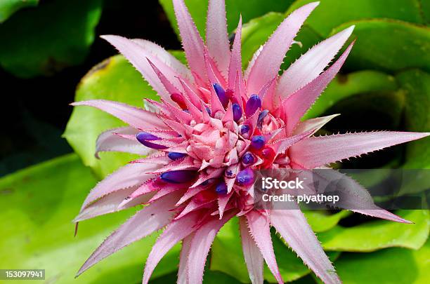 Pink Bromeliad Stock Photo - Download Image Now - Award Ribbon, Beauty In Nature, Blossom