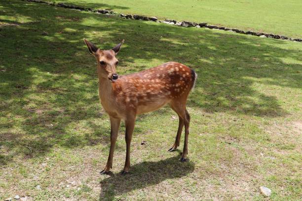 istock Solitary white-tailed deer stands on a grassy field 1530981070
