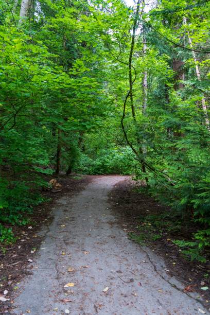 istock a dirt road that is surrounded by trees and bushes that are still growing 1530981664