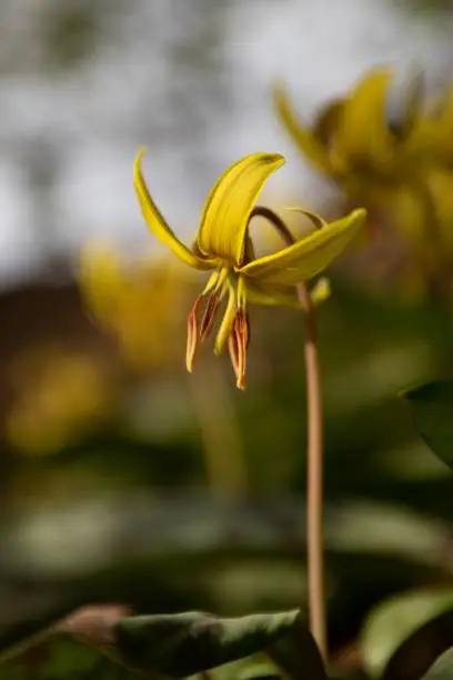 A beautiful yellow Trout Lily flower in full bloom in Lewisburg, Pennsylvania