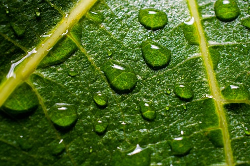 A green leaf covered in droplets, giving the appearance of being freshly watered