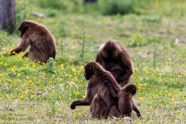 istock Image features monkeys standing in a grassy field surrounded by vibrant flowers 1530984537