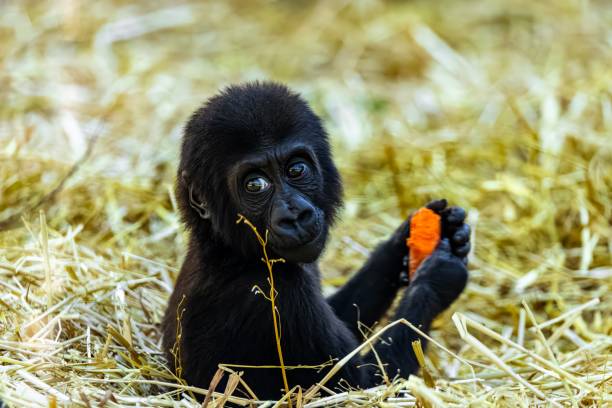 istock an image of a black monkey eating a carrot on a straw bale 1530984542