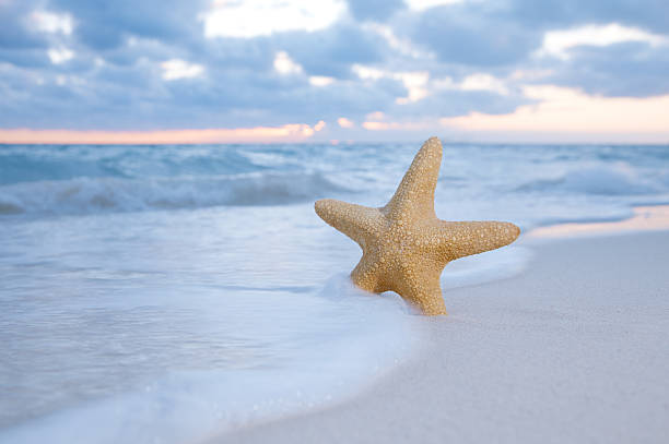 istock seastar starfish on beach, blue sea and sunrise time 153098822