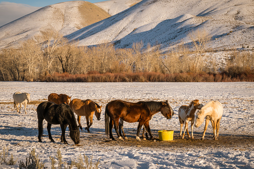 Group of horses on western ranch eating in field covered in snow with dramatic mountains in background.